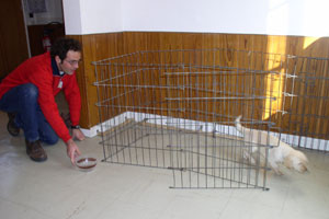 test des chiots